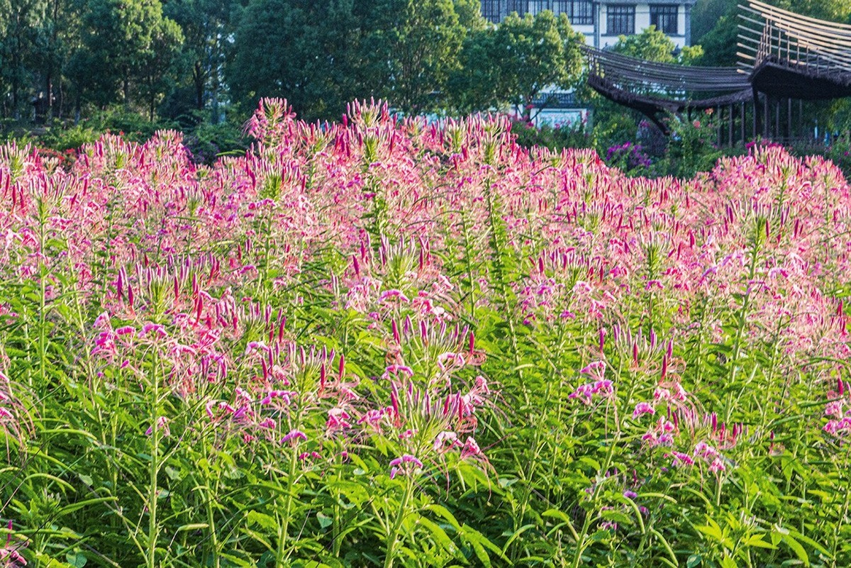 醉蝶花与兰草花