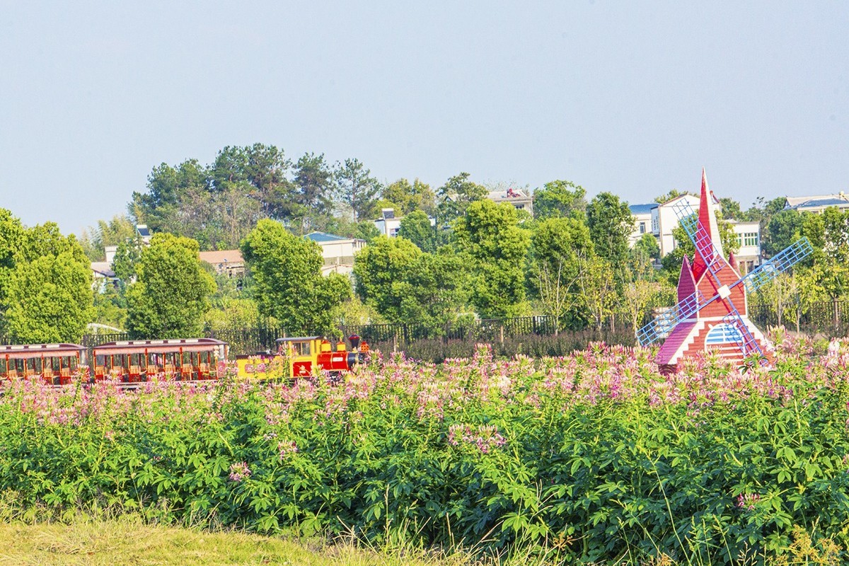 醉蝶花与兰草花
