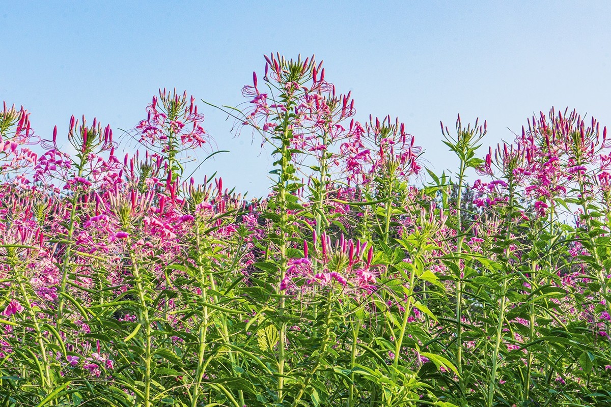 醉蝶花与兰草花