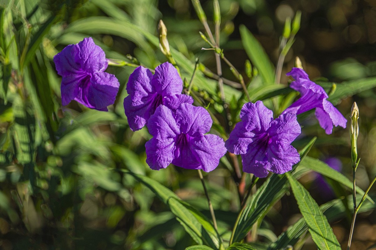 醉蝶花与兰草花
