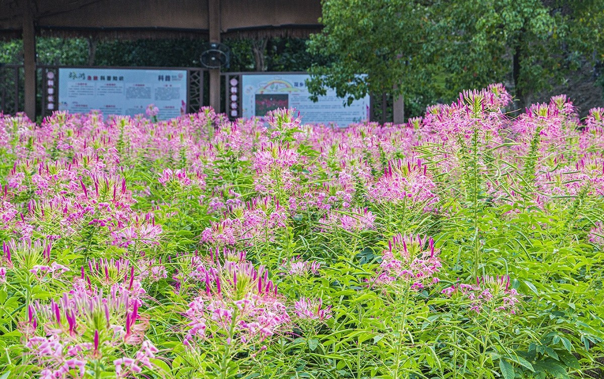 醉蝶花与兰草花