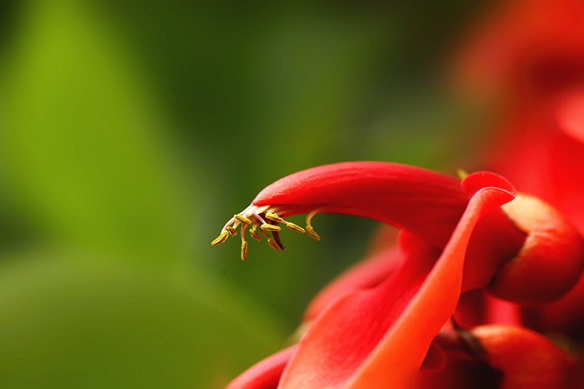 鸡冠刺桐花似火.