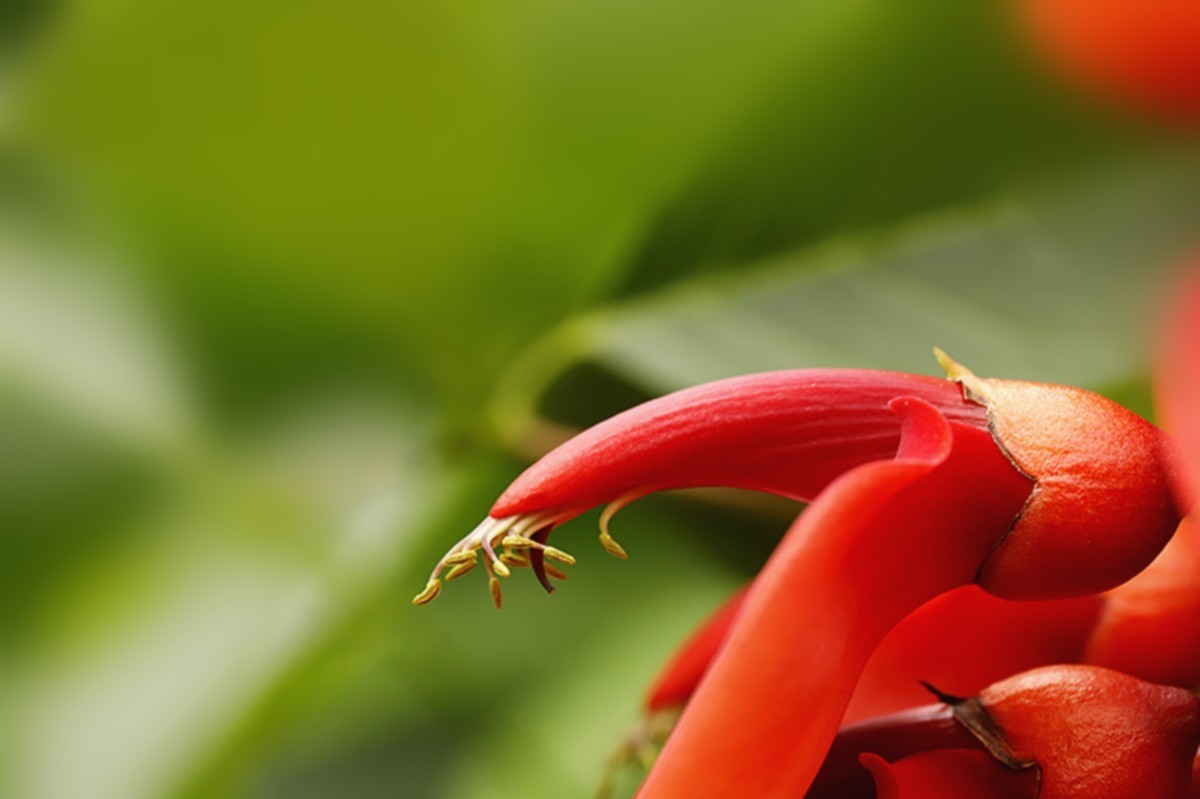 鸡冠刺桐花似火.