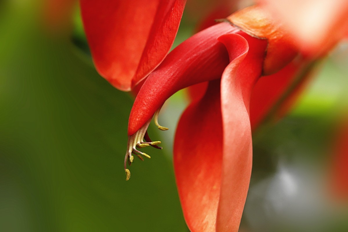 鸡冠刺桐花似火.