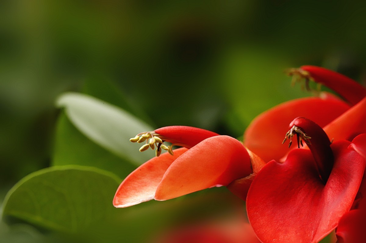 鸡冠刺桐花似火.