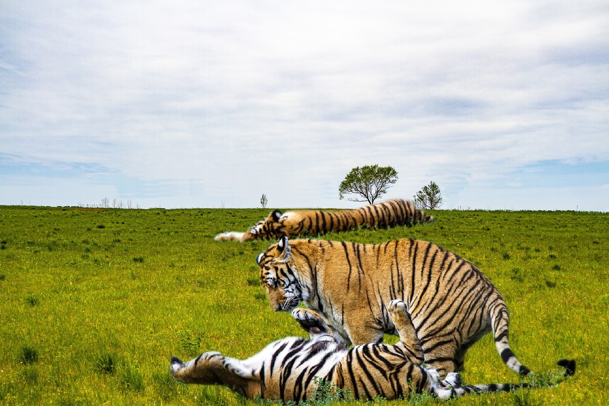 出游随拍几只老虎