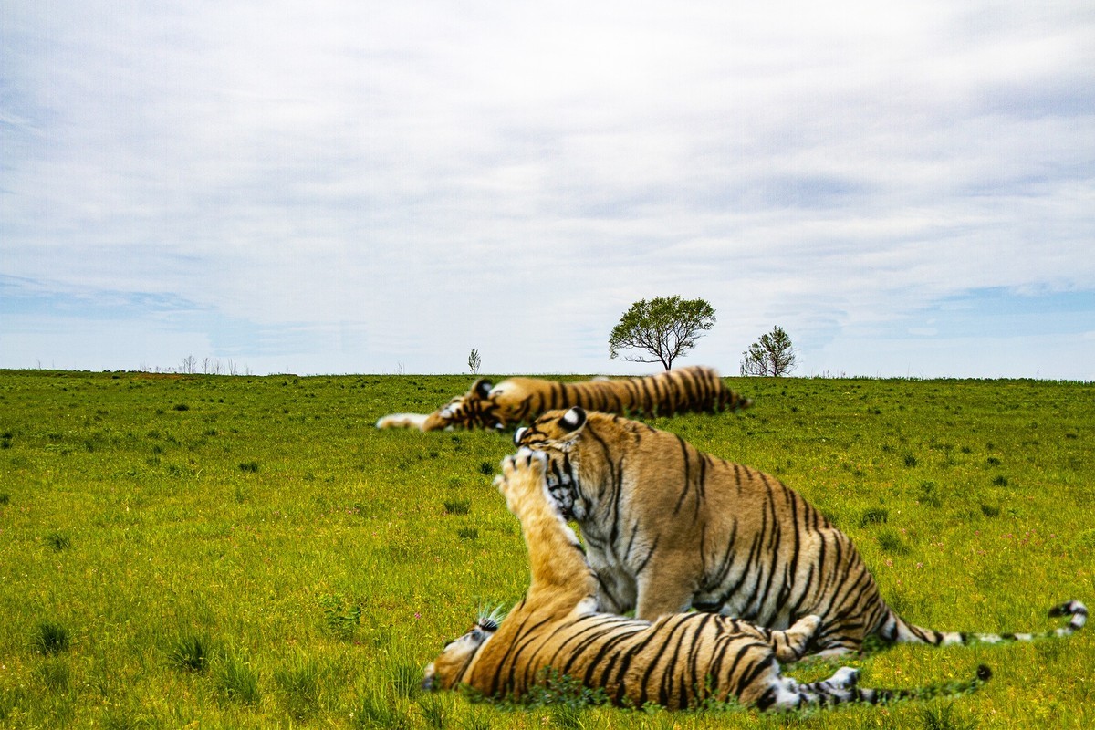 出游随拍几只老虎