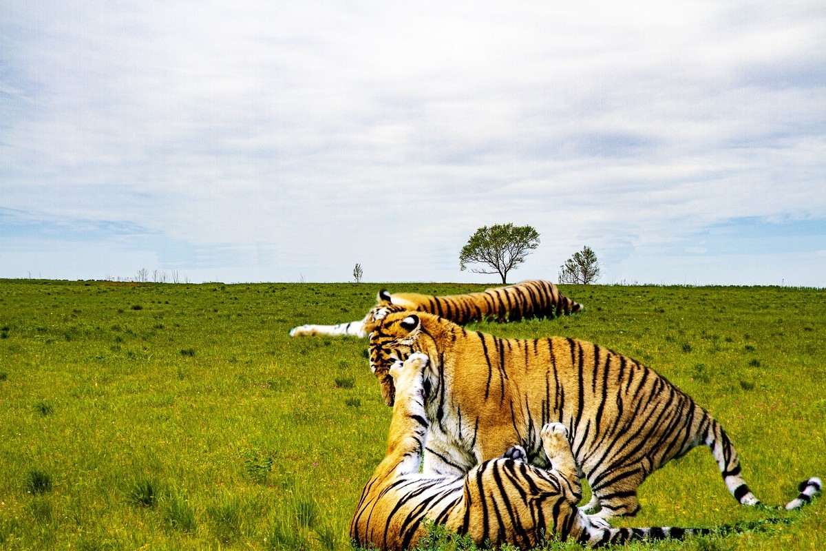 出游随拍几只老虎