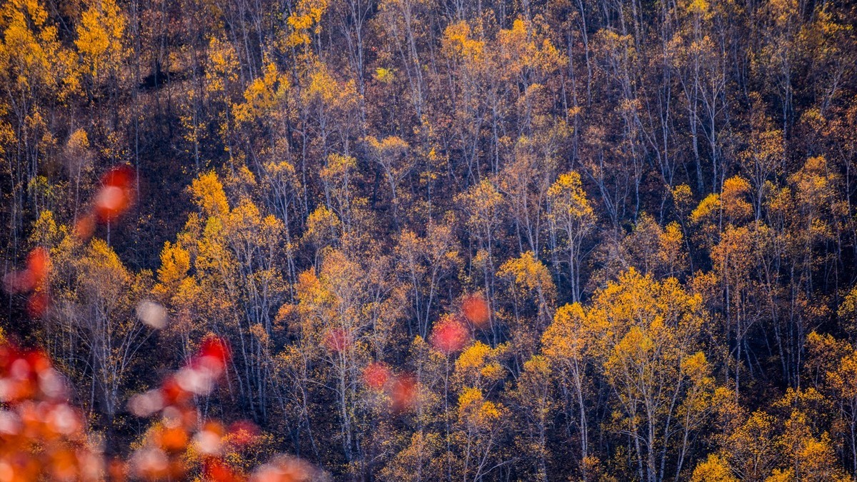 克什克腾旗大萨林和、北台子、杏花沟（三）