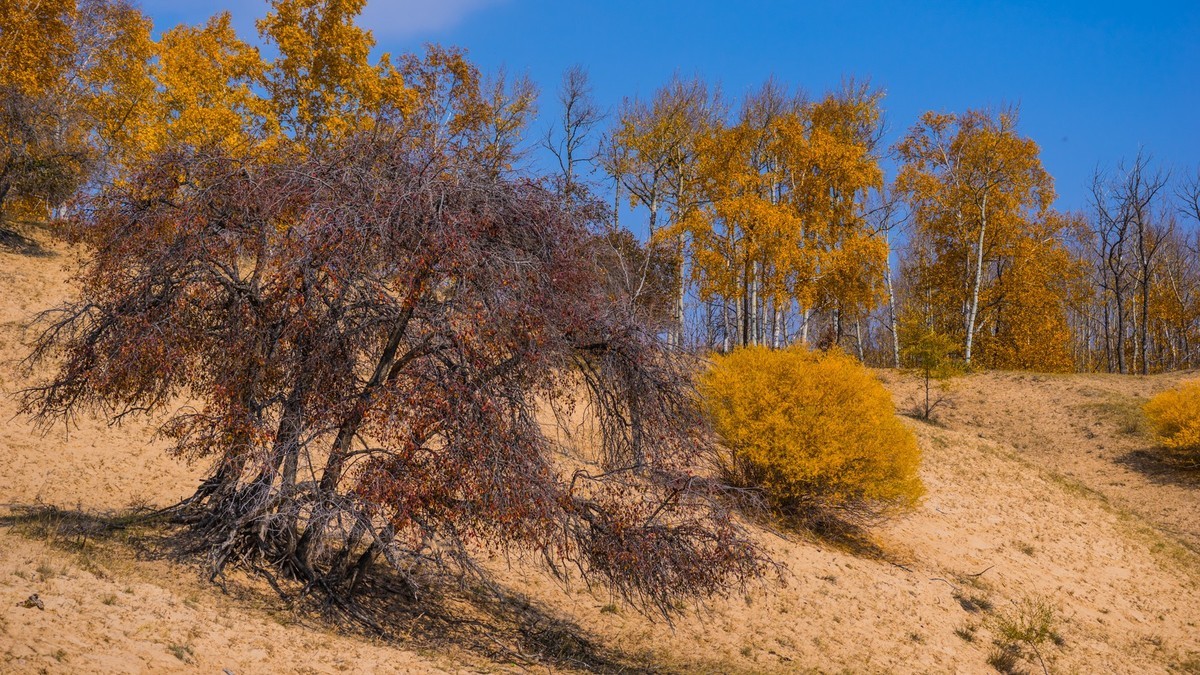 克什克腾旗大萨林和、北台子、杏花沟（三）