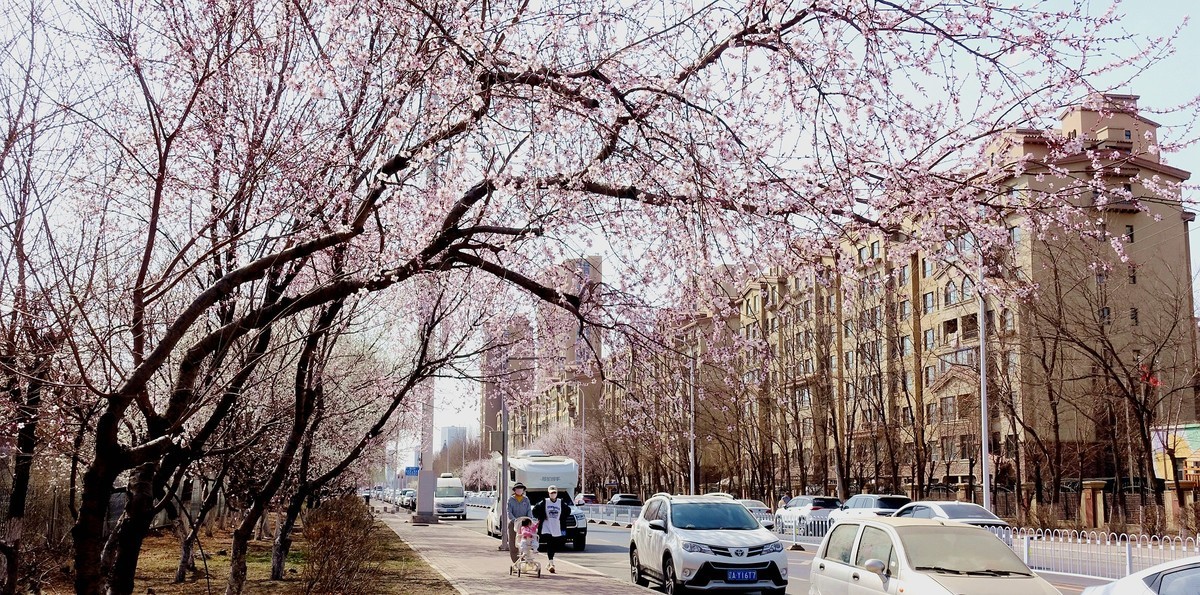 盛京长街紫气来杏花开放春光美