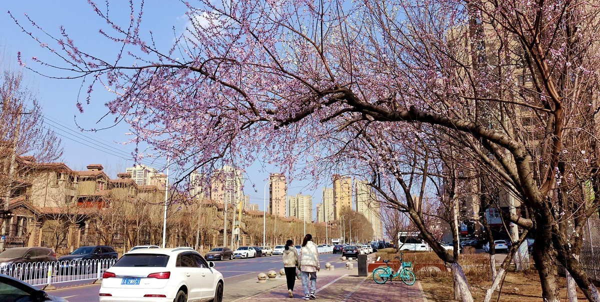 盛京长街紫气来杏花开放春光美