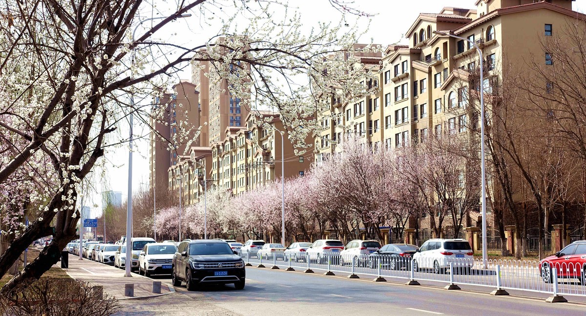 盛京长街紫气来杏花开放春光美