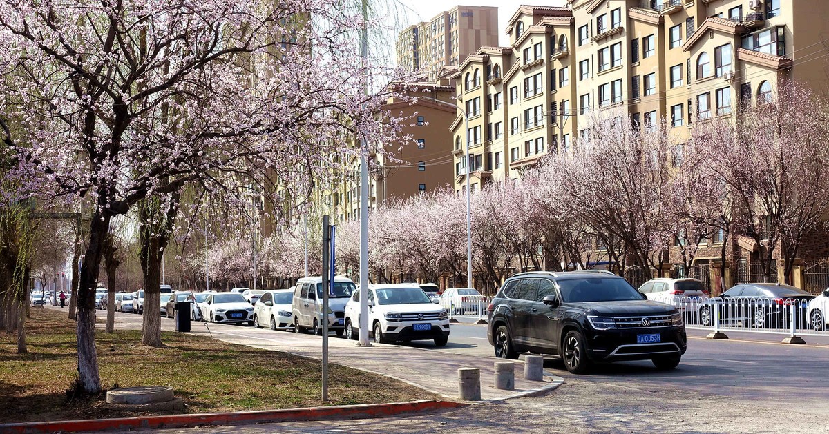 盛京长街紫气来杏花开放春光美