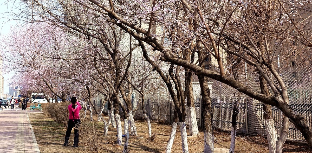盛京长街紫气来杏花开放春光美