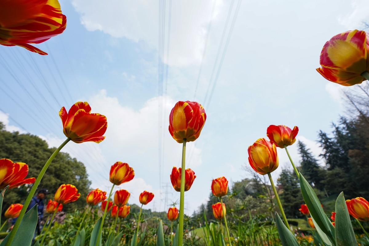 郁金花香芬芳四溢