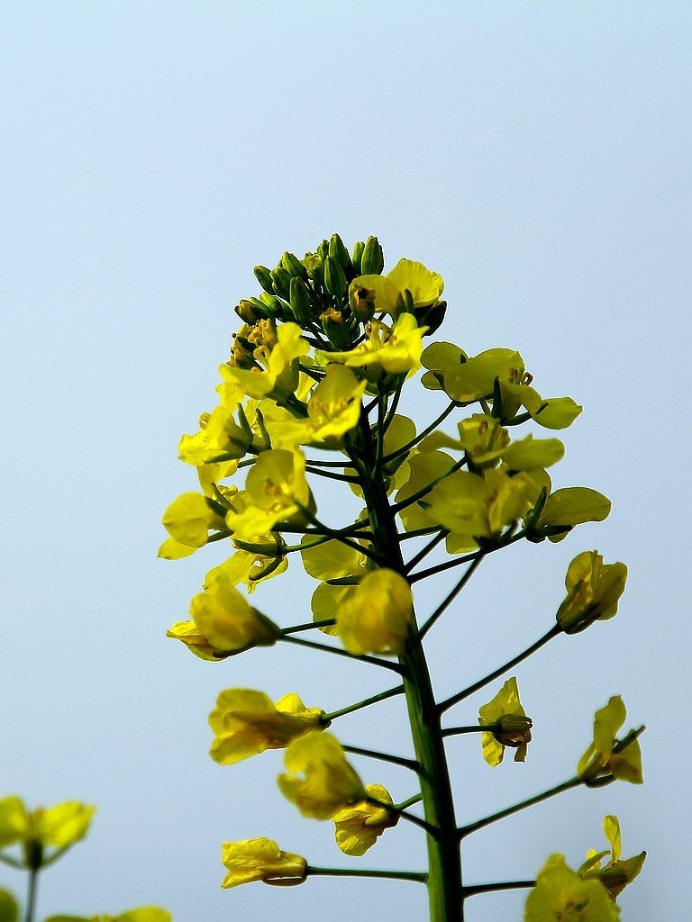 油菜花