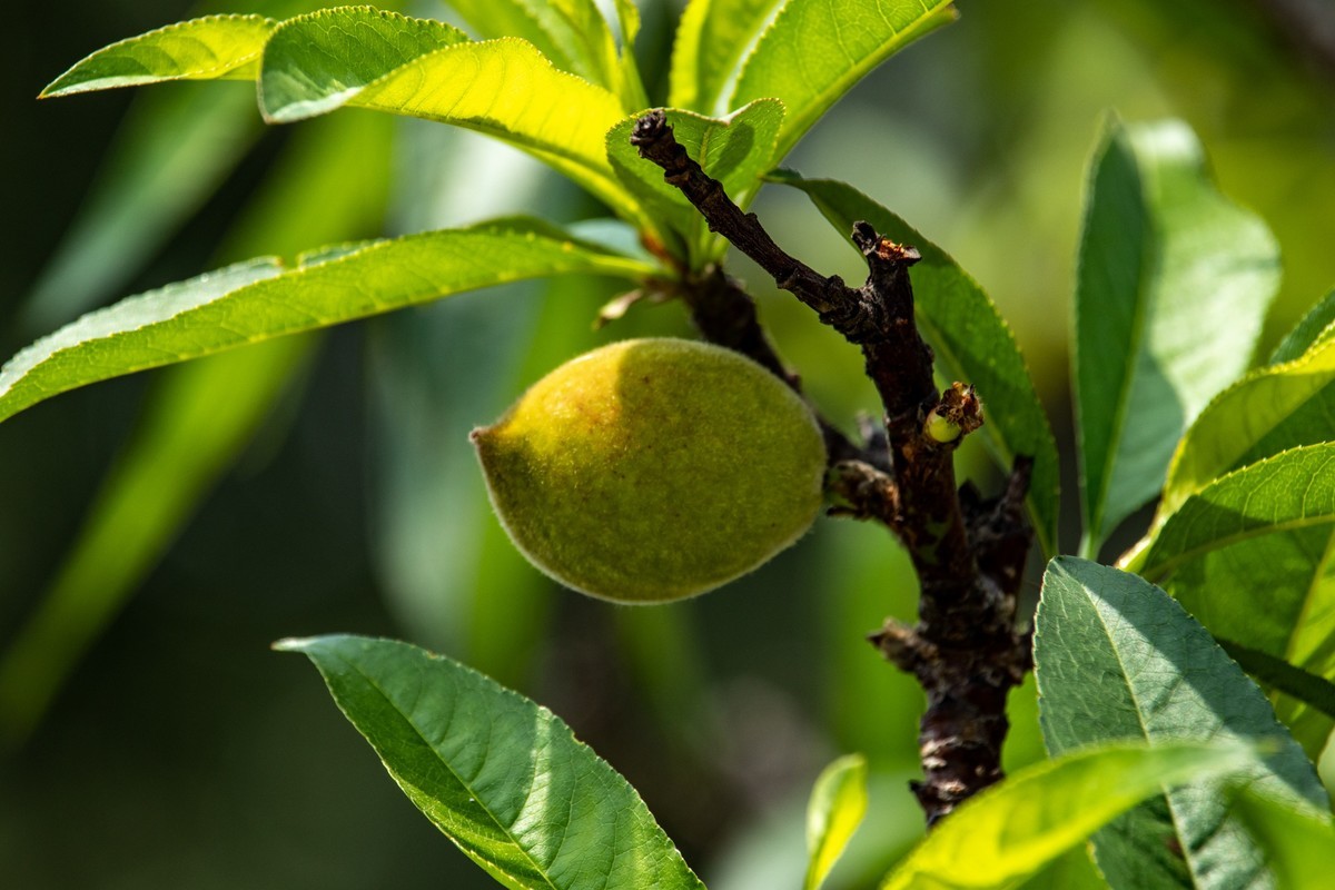 花枝招展（一百五十六）