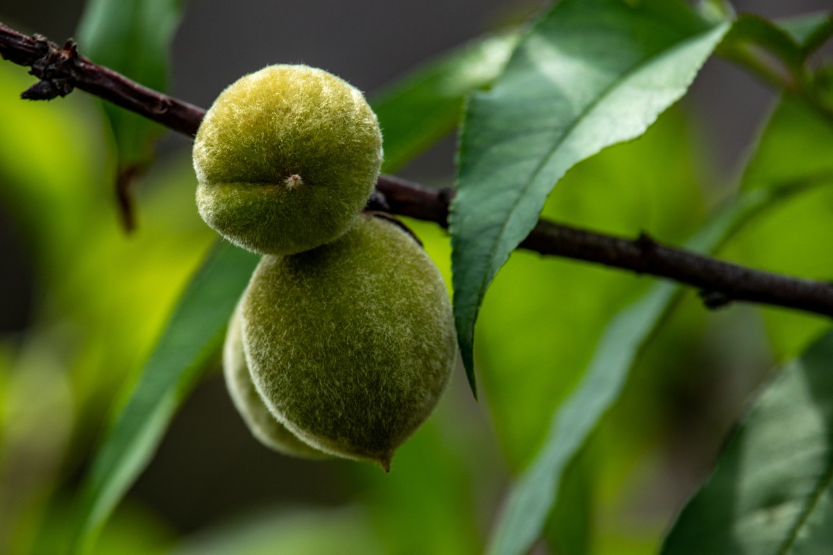 花枝招展（一百五十六）