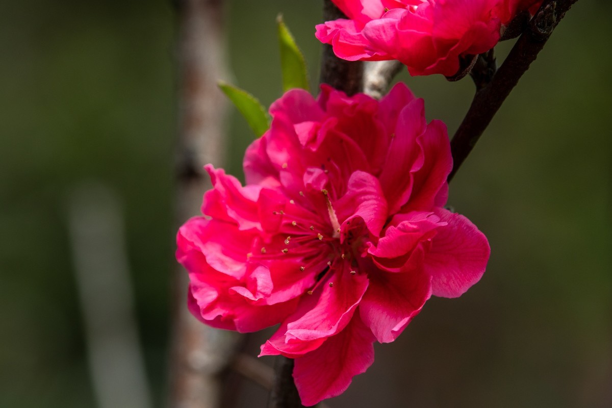 花枝招展（一百五十六）
