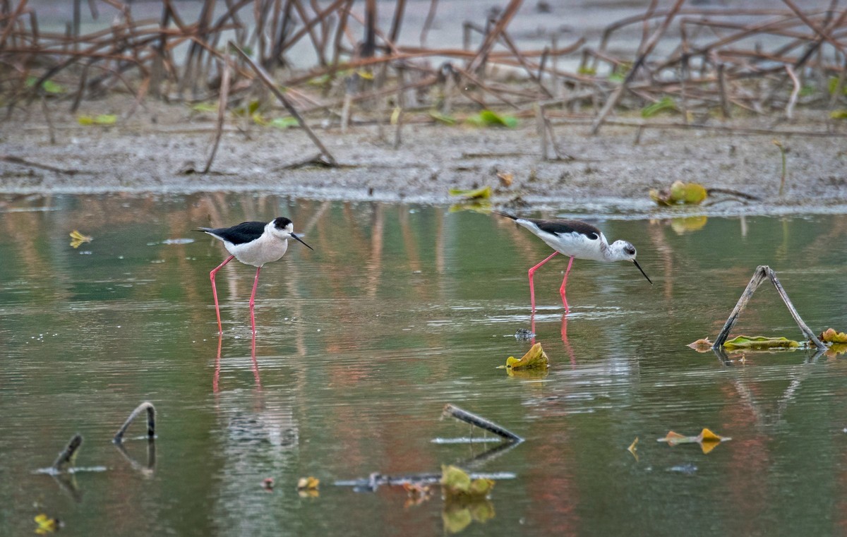 黑翅长脚鹬（三十七）