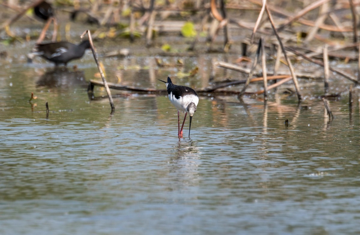 黑翅长脚鹬（三十七）