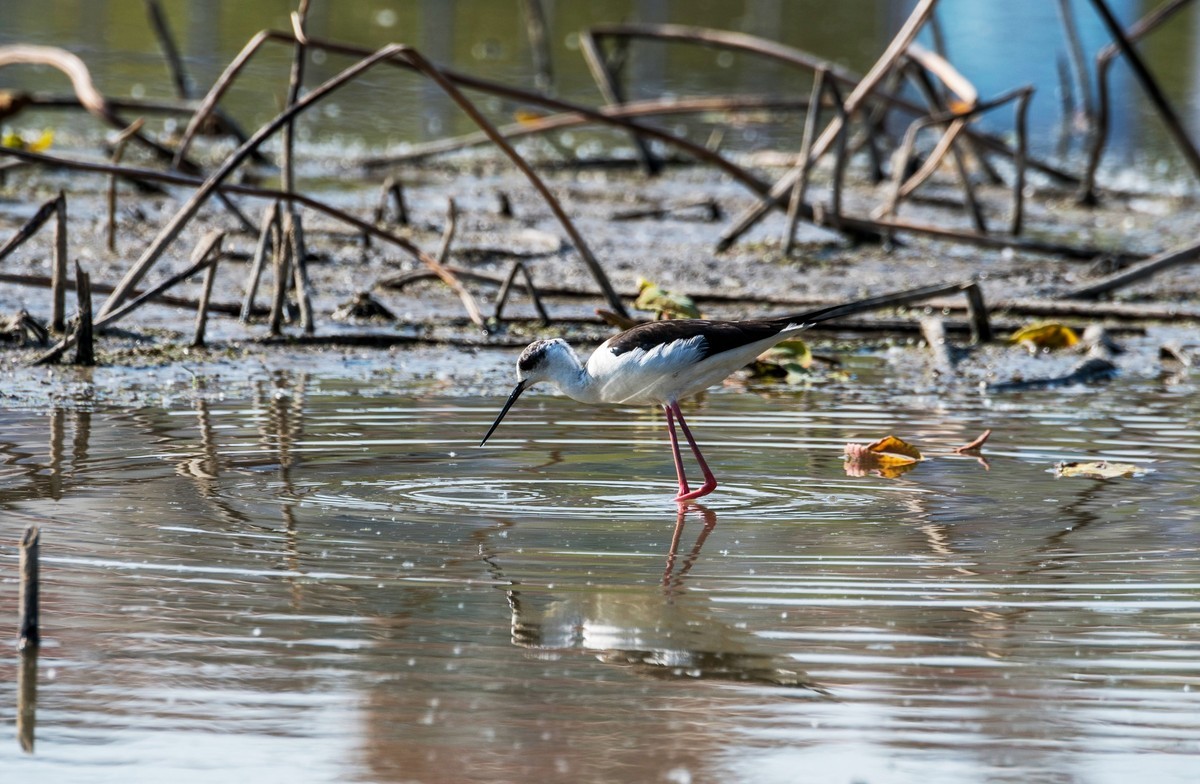 黑翅长脚鹬（三十七）
