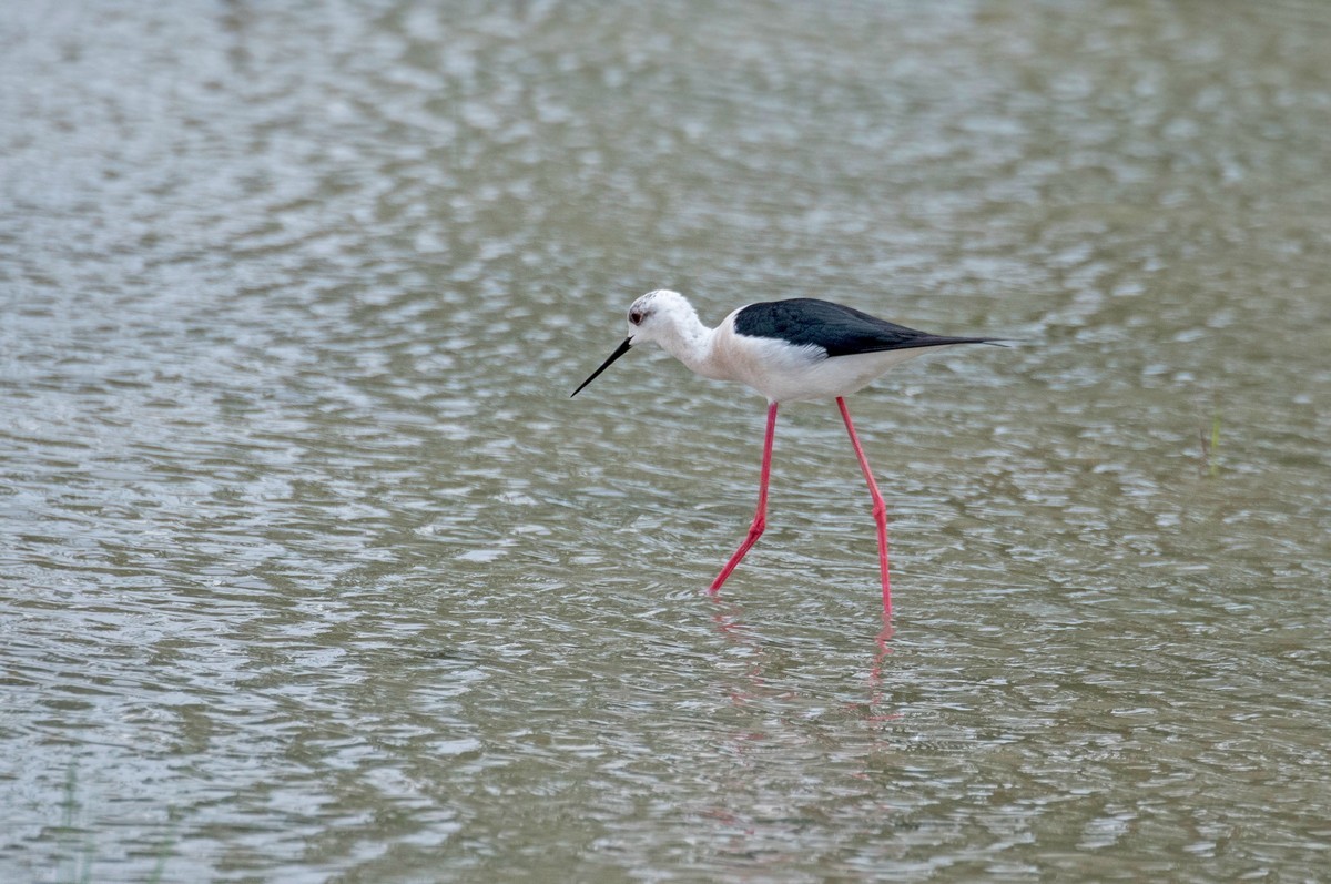 黑翅长脚鹬（三十七）