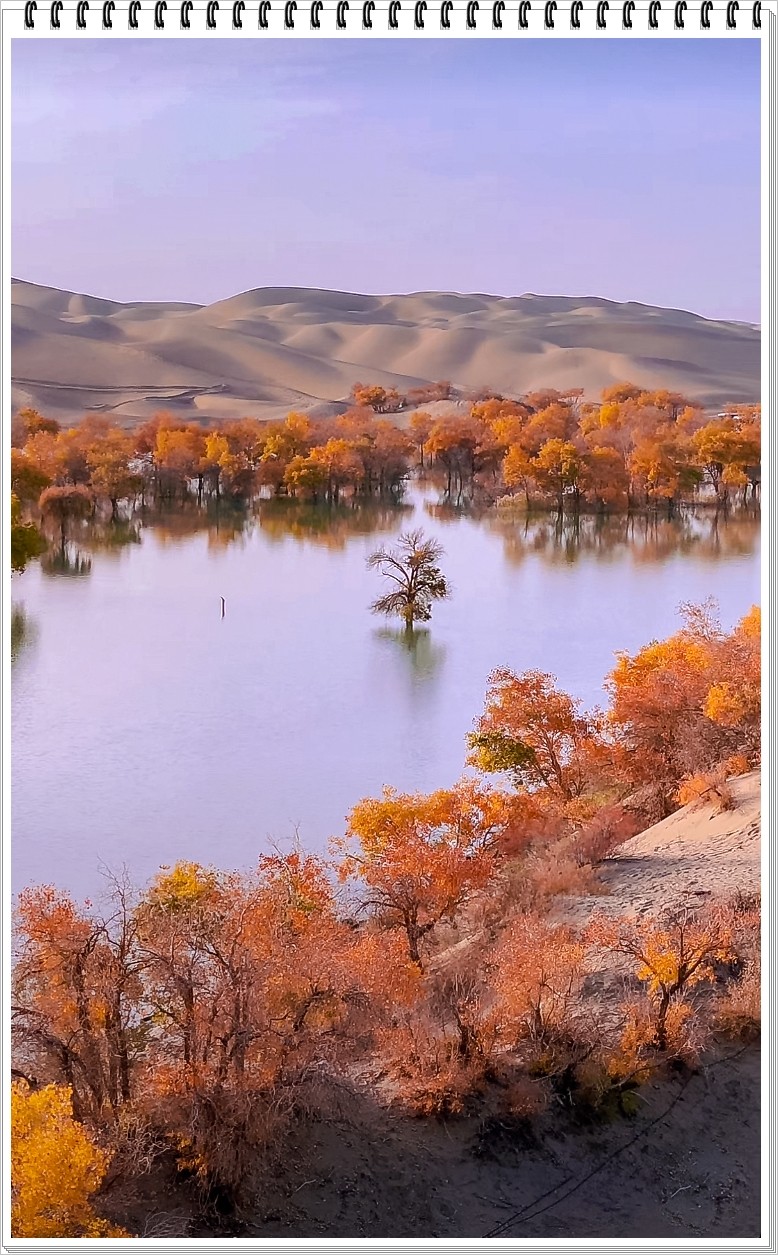 2025年- 葫芦岛水韵胡杨风光抓拍-0031