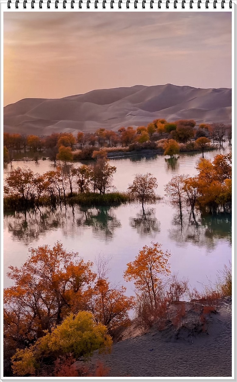 2025年- 葫芦岛水韵胡杨风光抓拍-0031