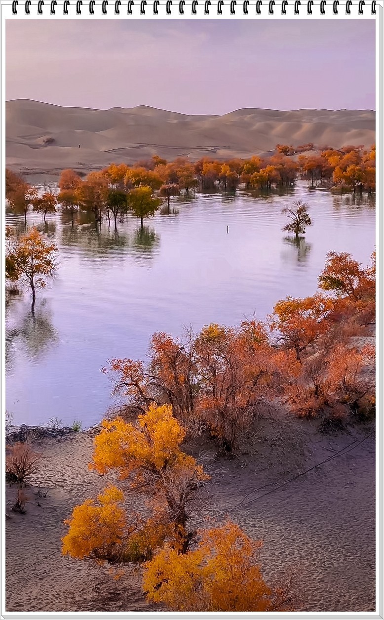 2025年- 葫芦岛水韵胡杨风光抓拍-0031