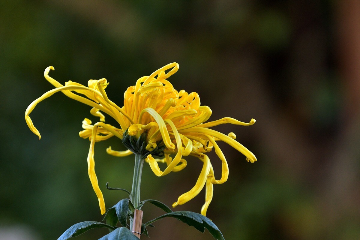 形态多样的菊花5