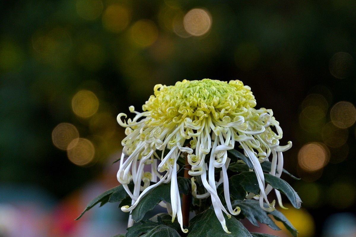 形态多样的菊花5