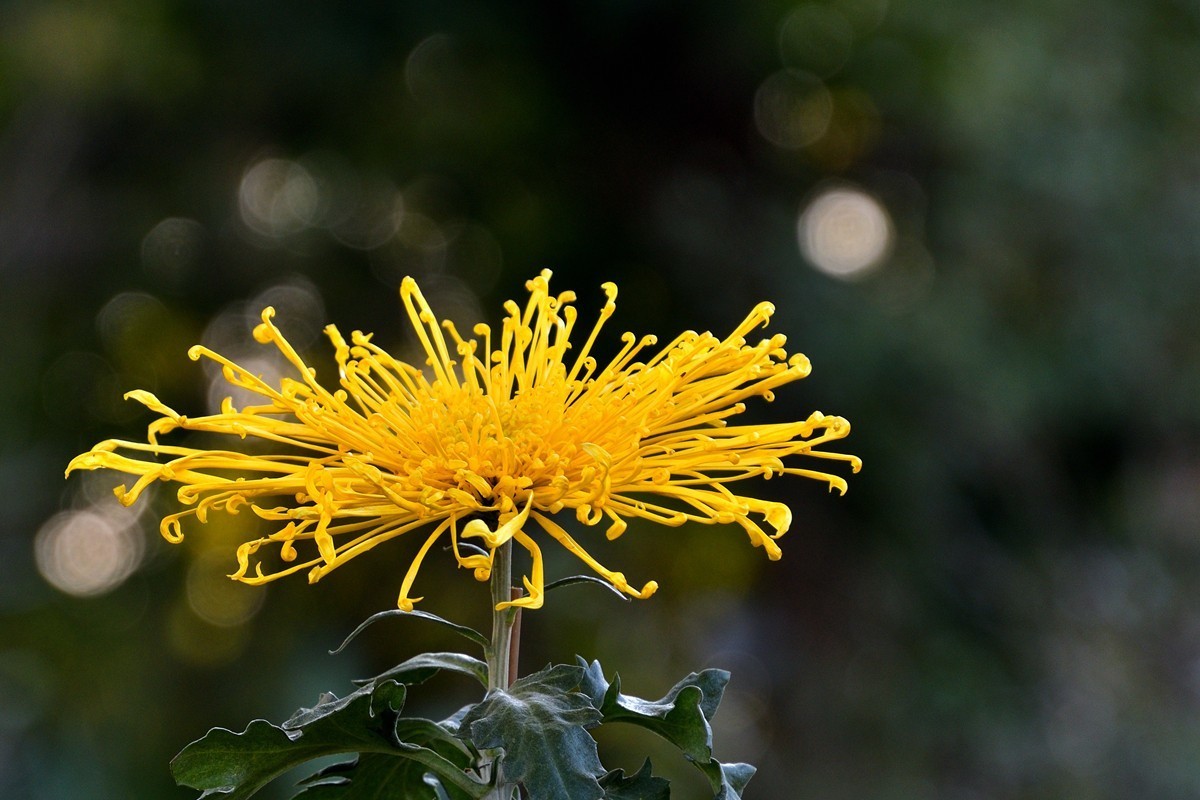 形态多样的菊花5