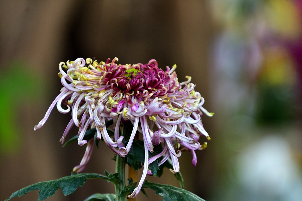 形态多样的菊花5