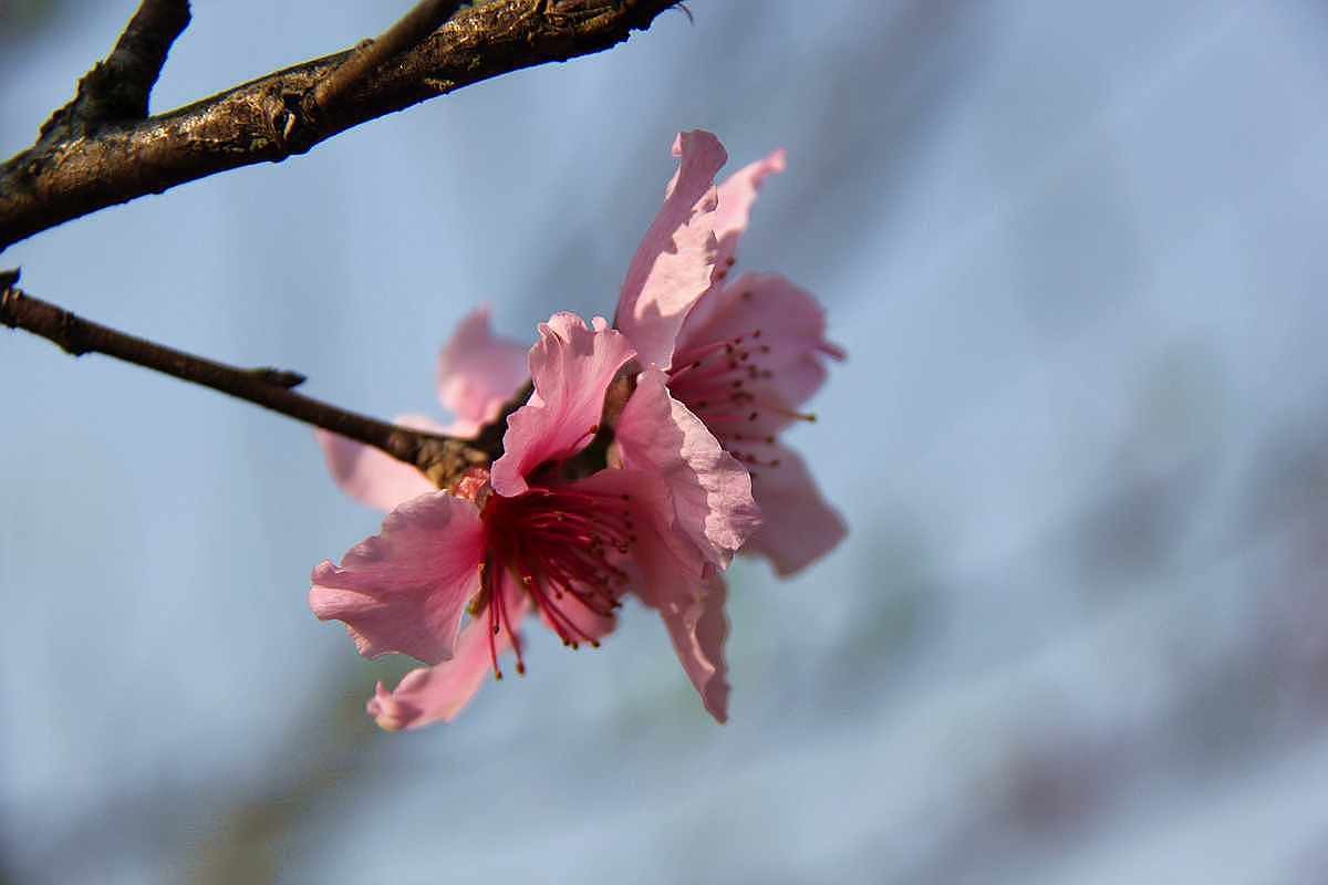 桃花