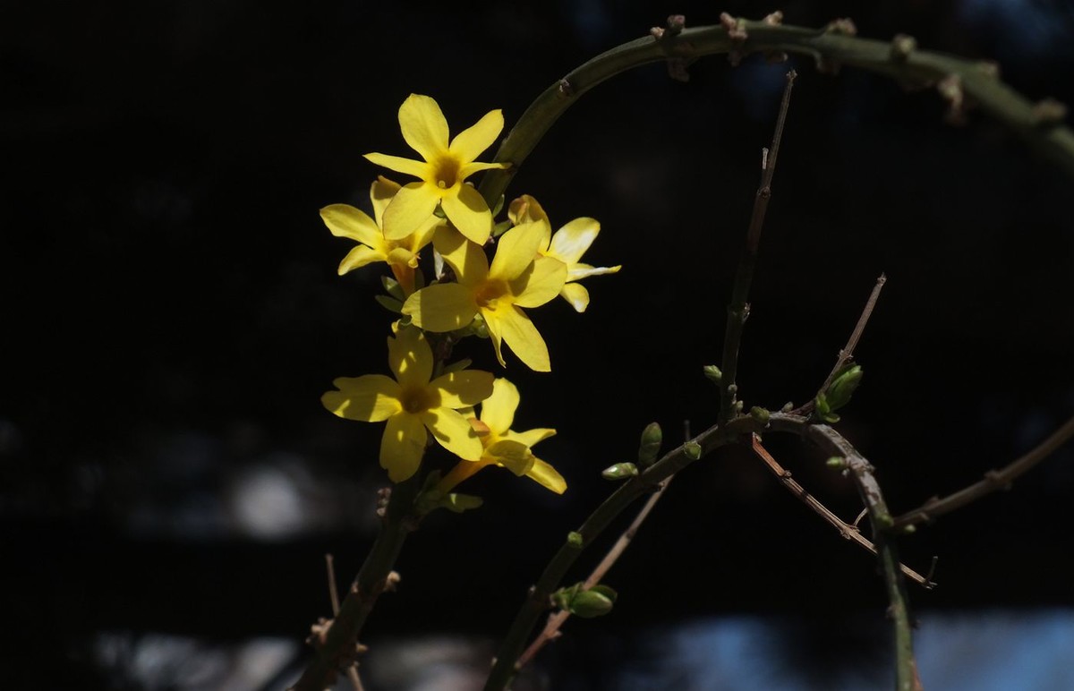迎春花的光影
