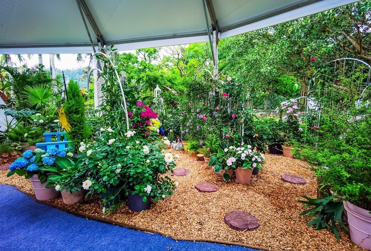 深圳仙湖植物园掠影