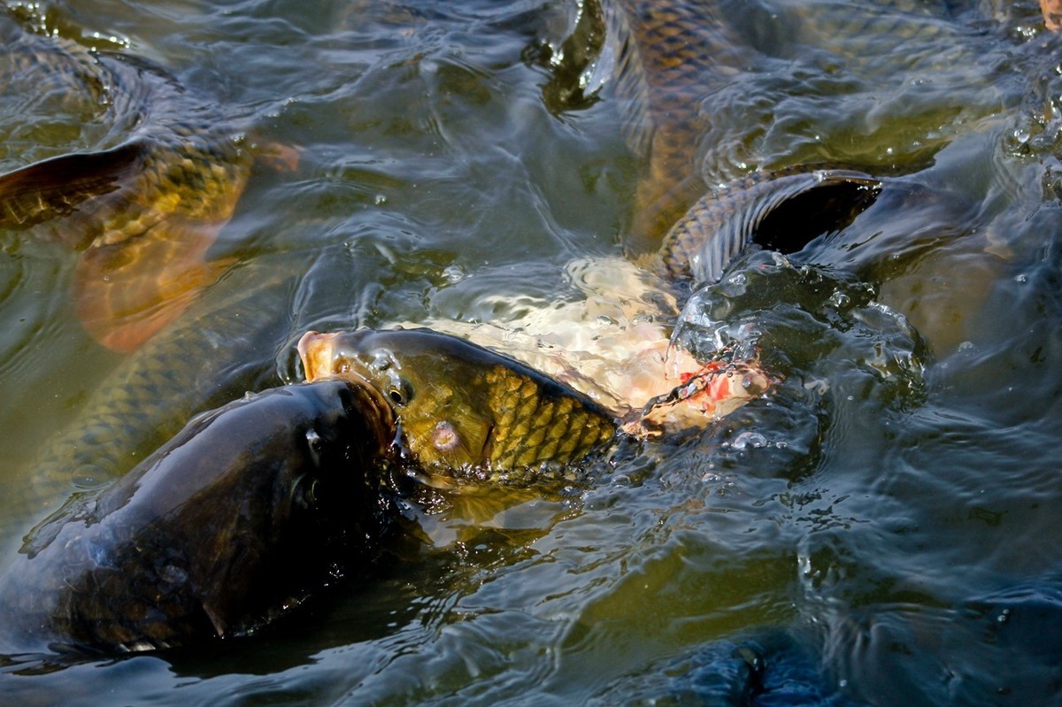 明湖——锦鲤翻波 （二）