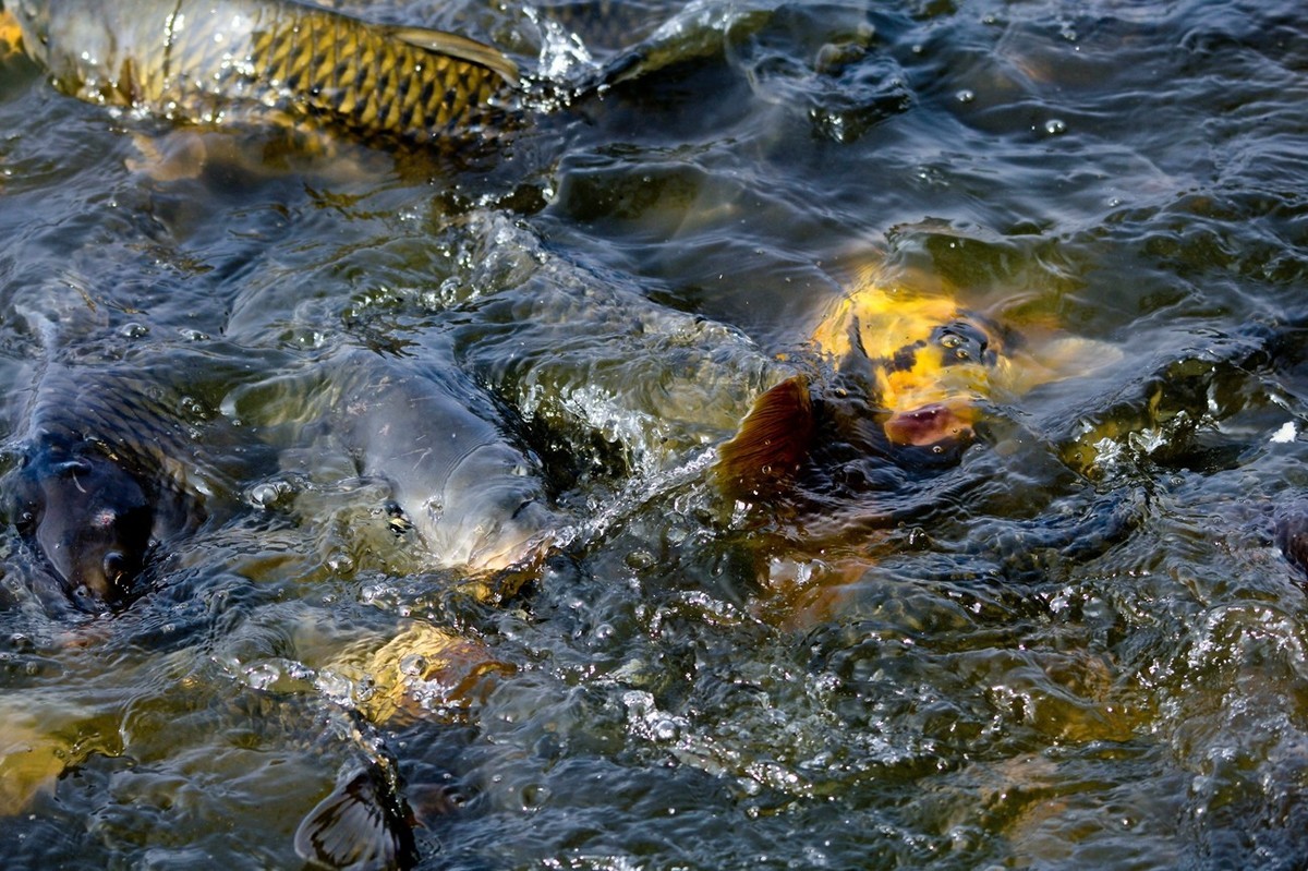 明湖——锦鲤翻波 （二）