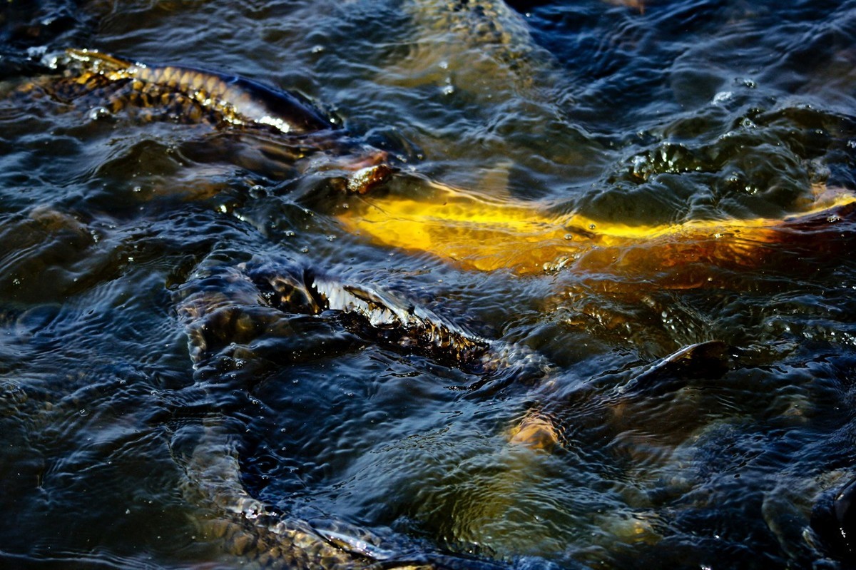 明湖——锦鲤翻波 （二）