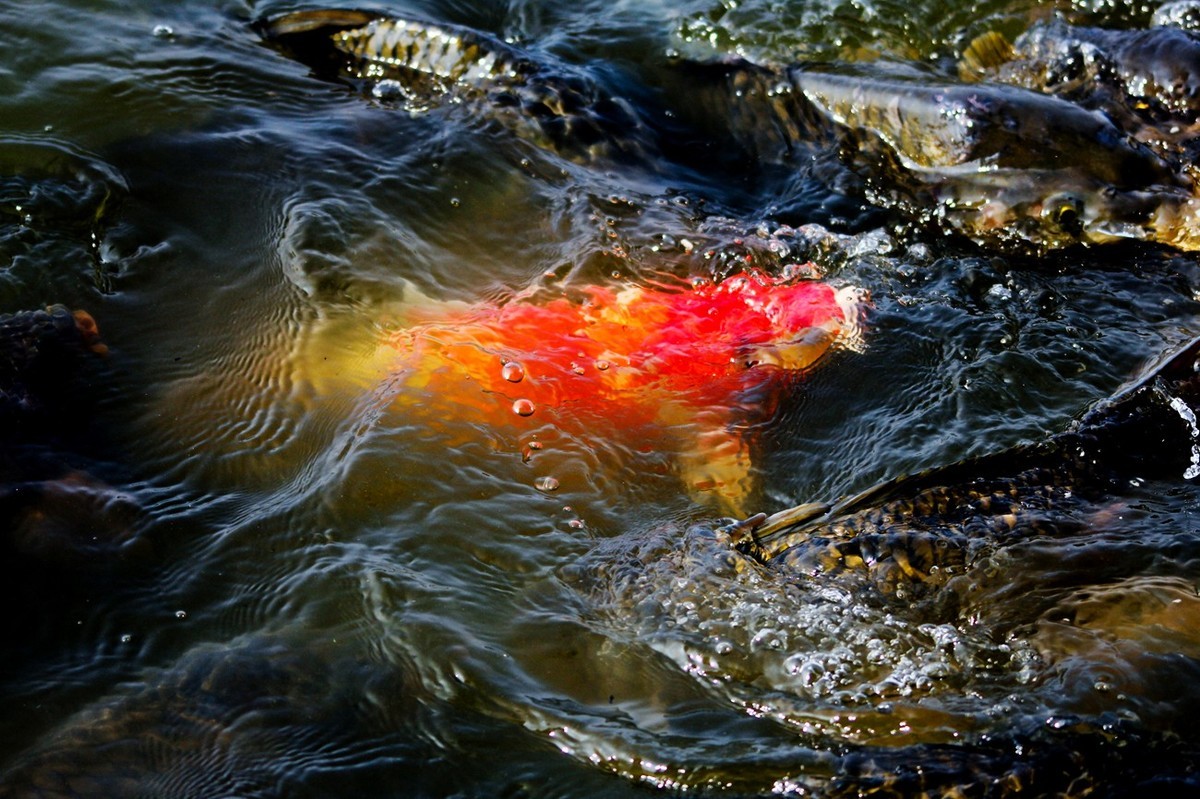 明湖——锦鲤翻波 （二）