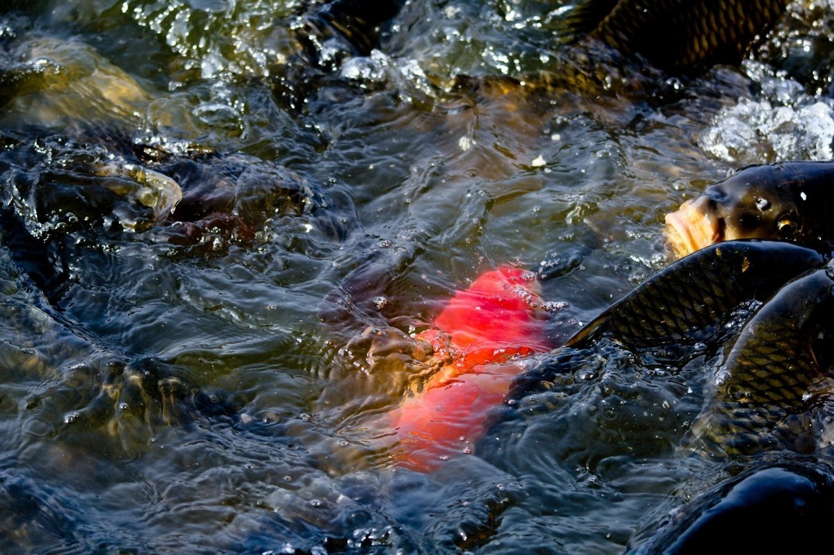 明湖——锦鲤翻波 （二）