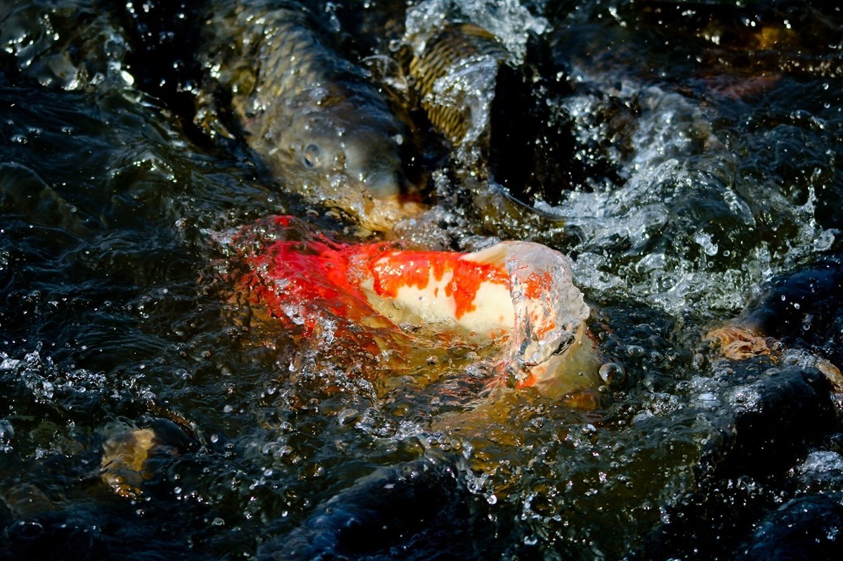 明湖——锦鲤翻波 （二）