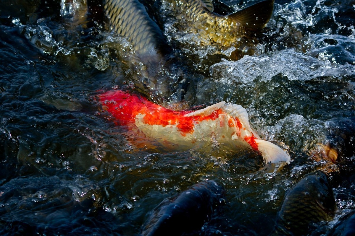 明湖——锦鲤翻波 （二）
