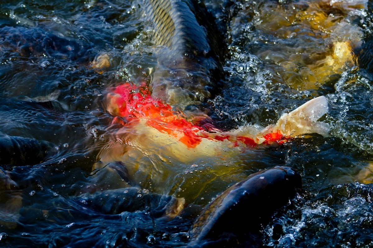 明湖——锦鲤翻波 （二）