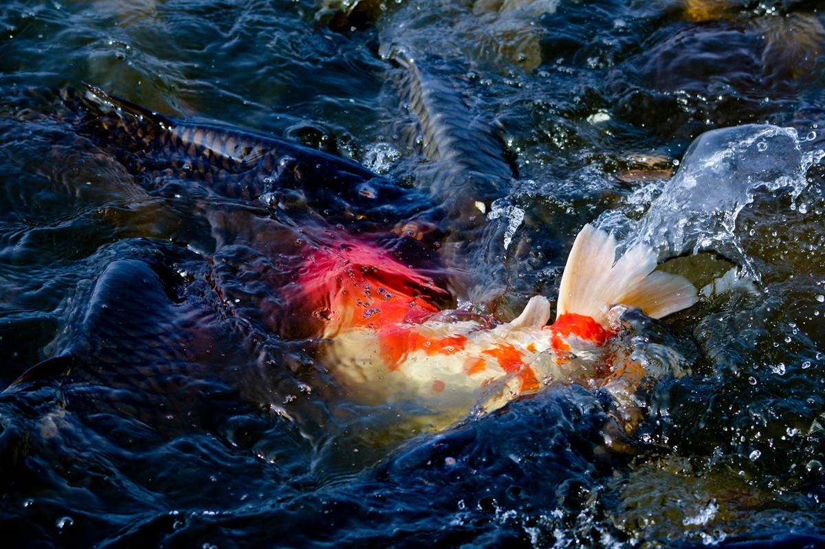 明湖——锦鲤翻波 （二）