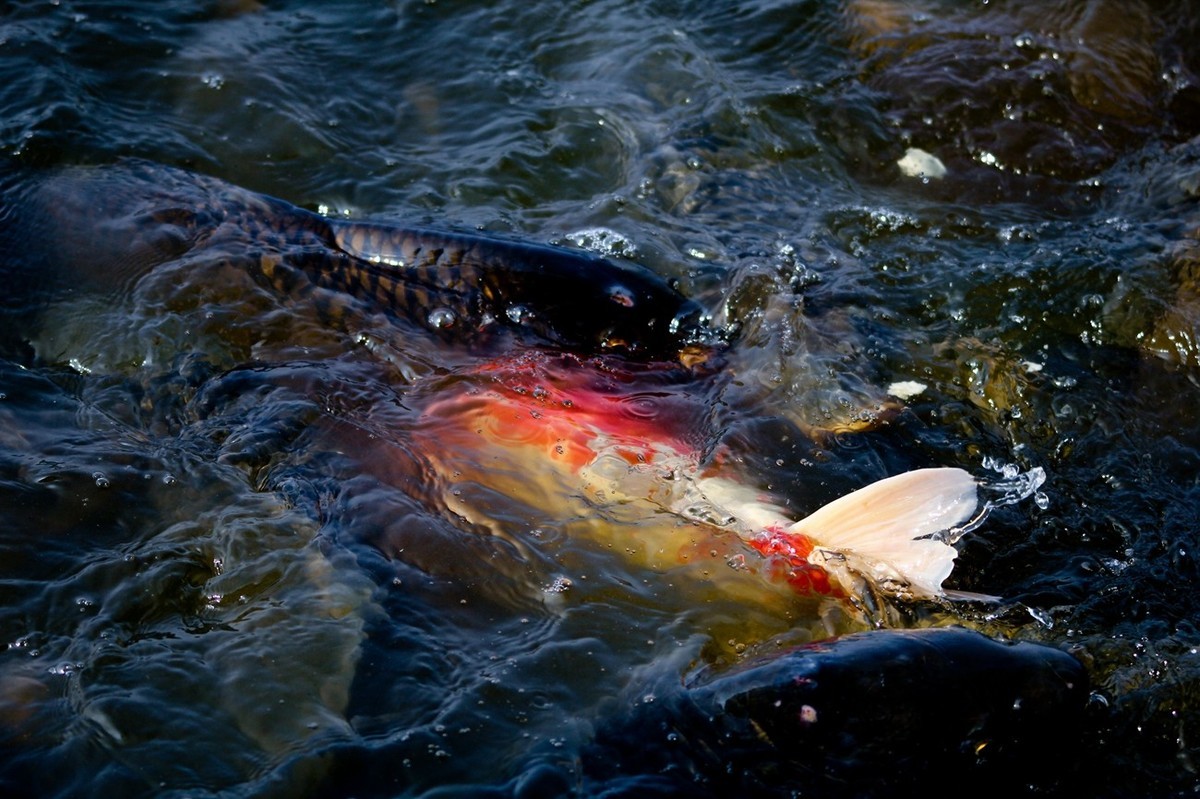 明湖——锦鲤翻波 （二）