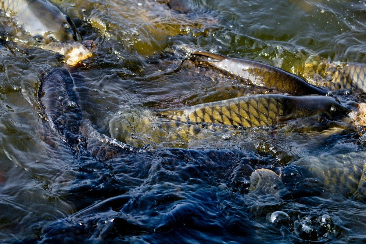 明湖——锦鲤翻波 （二）
