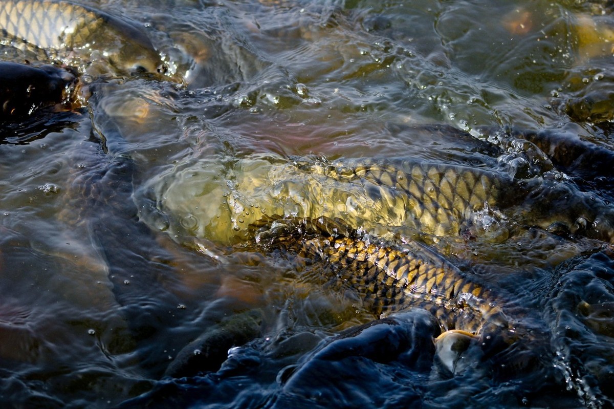 明湖——锦鲤翻波 （二）